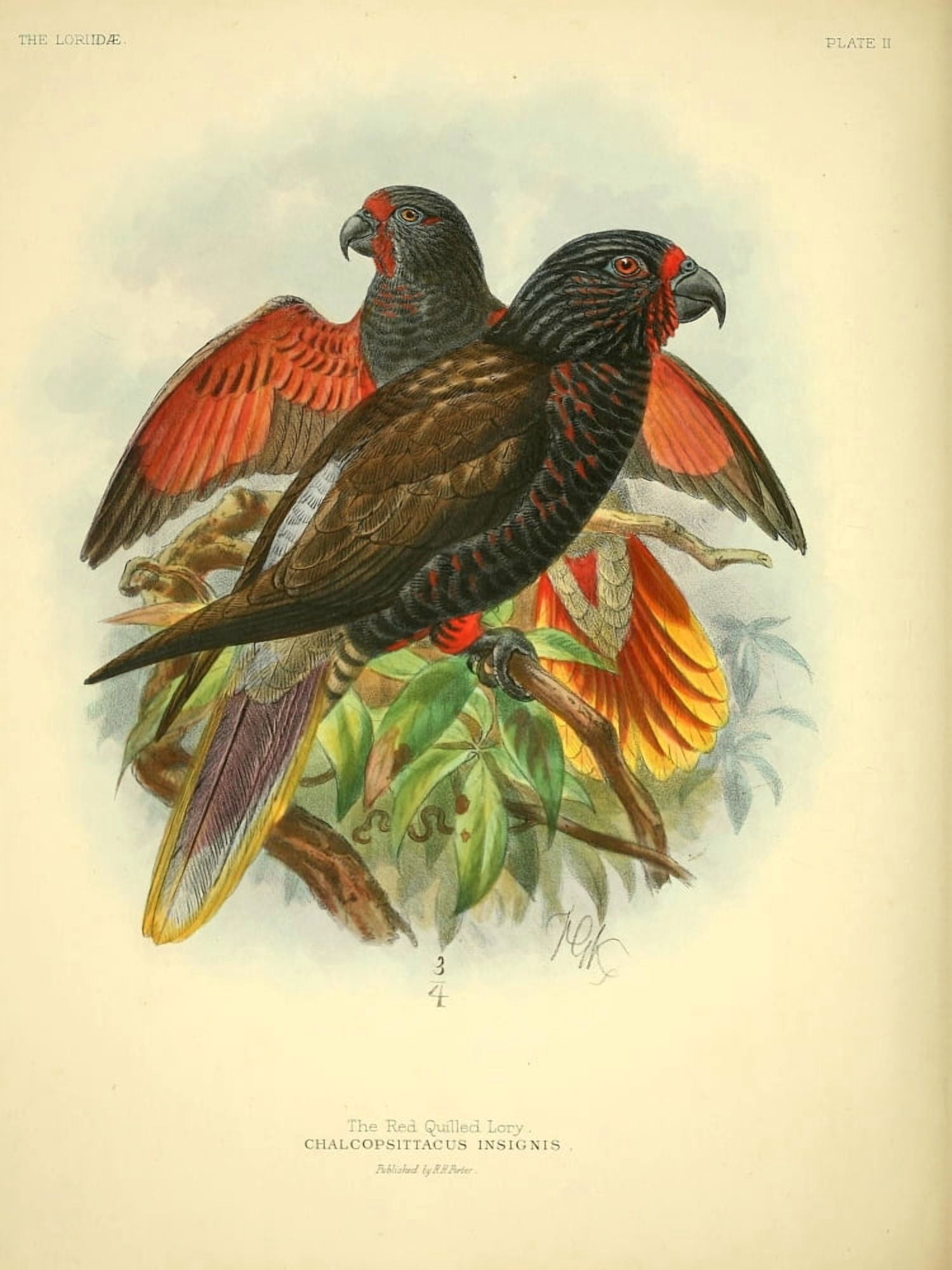 Monograph of the Lories 1896 Red Quilled Canvas Art - JG Keulemans (18 x 24)