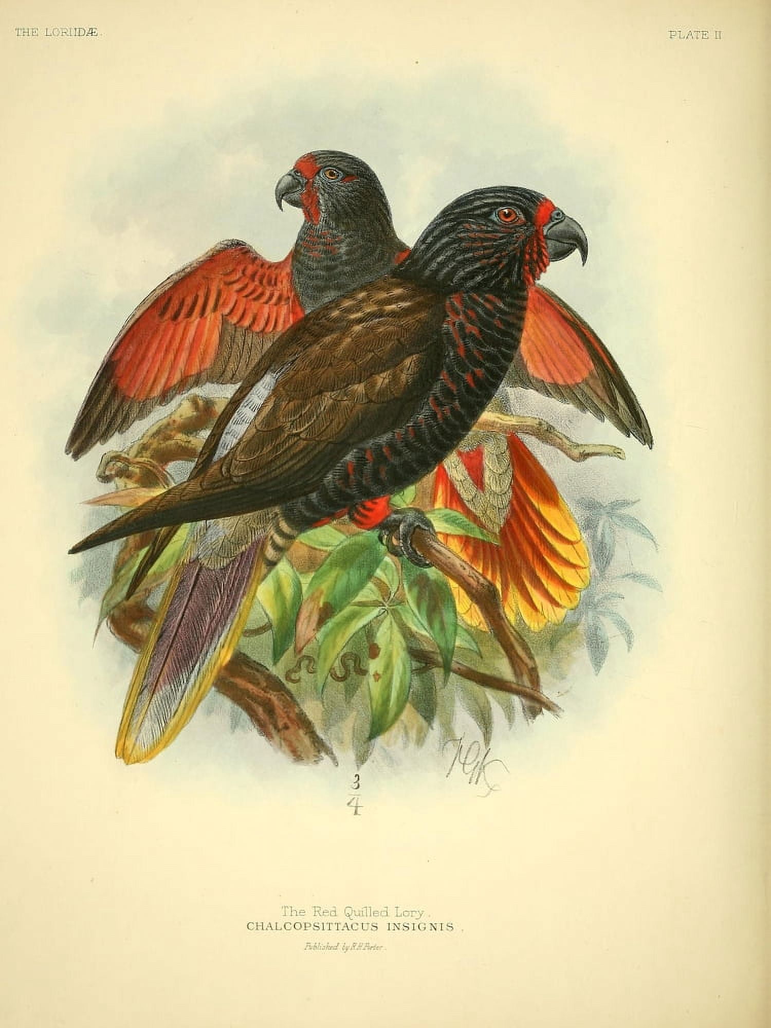 Monograph of the Lories 1896 Red Quilled Canvas Art - JG Keulemans (24 x 36)