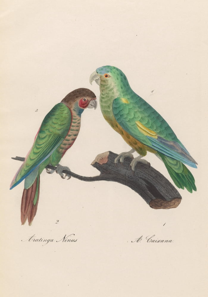 Monographie der Papergeien 1842 18 Canvas Art - Unknown (18 x 24)