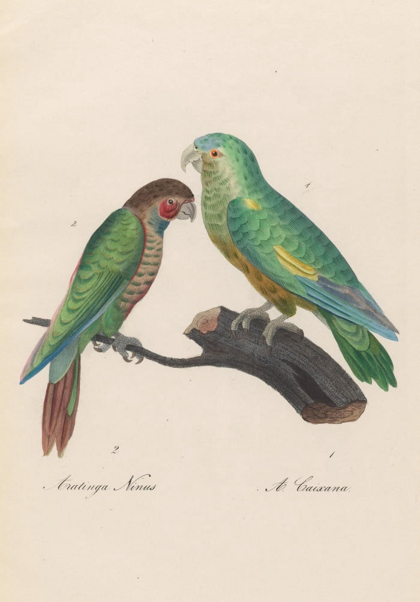 Monographie der Papergeien 1842 18 Canvas Art - Unknown (24 x 36)