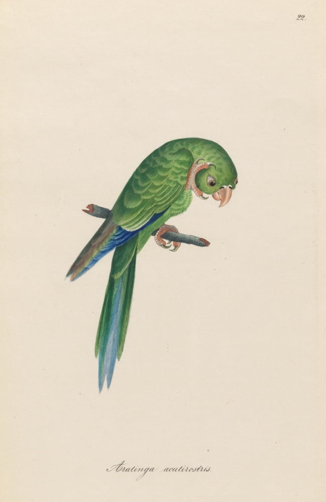 Monographie der Papergeien 1842 22 Canvas Art - Unknown (24 x 36)