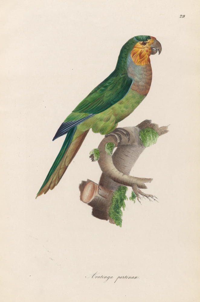 Monographie der Papergeien 1842 29 Canvas Art - Unknown (24 x 36)
