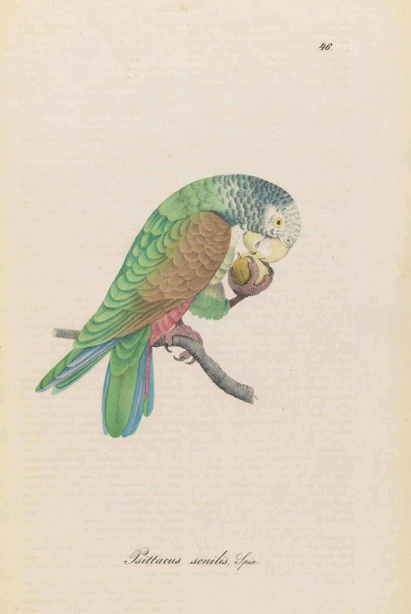 Monographie der Papergeien 1842 46 Canvas Art - Unknown (24 x 36)
