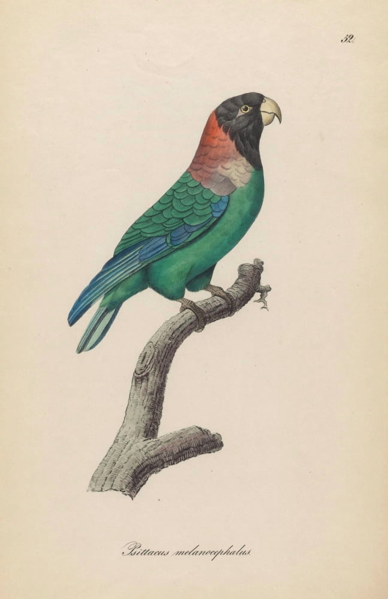 Monographie der Papergeien 1842 52 Canvas Art - Unknown (24 x 36)
