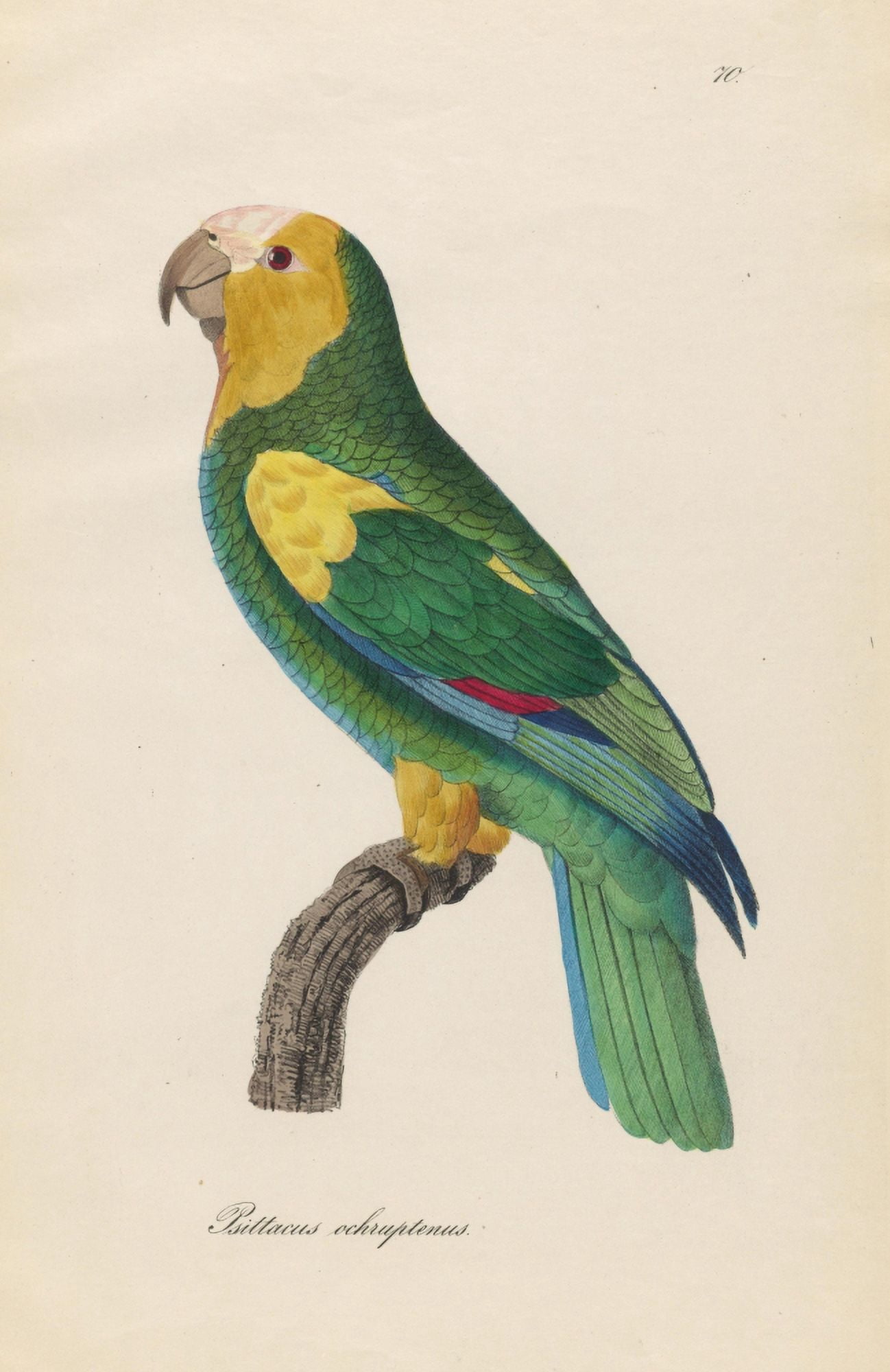 Monographie der Papergeien 1842 70 Canvas Art - Unknown (24 x 36)