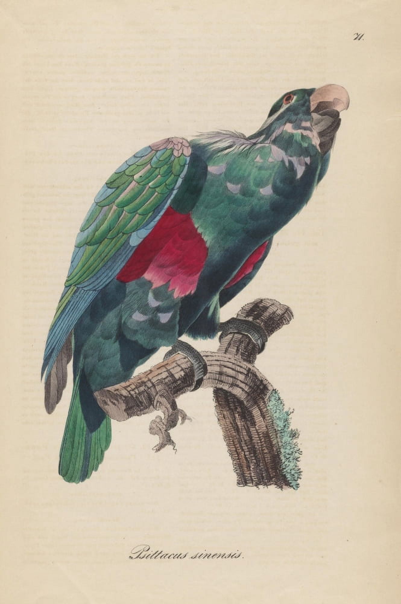 Monographie der Papergeien 1842 71 Canvas Art - Unknown (18 x 24)