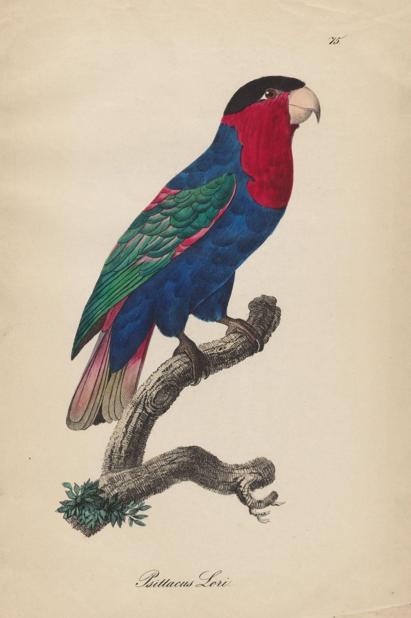 Monographie der Papergeien 1842 75 Canvas Art - Unknown (18 x 24)