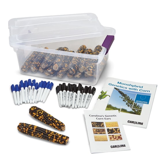Carolina Monohybrid Genetics With Corn Kit  Introduction To Mendelian Genetics | Hands-On Corn Ear Study For Middle And Early High School | Includes Chi-Square Analysis Option