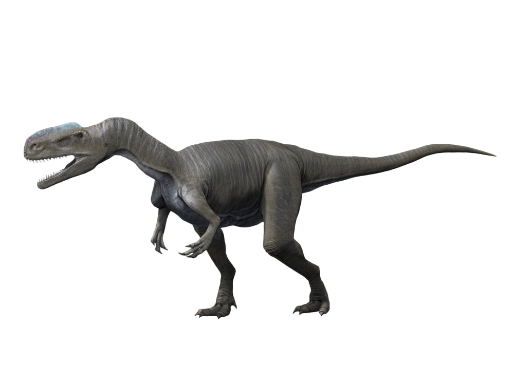 Monolophosaurus dinosaur Canvas Art - Nobumichi TamuraStocktrek Images (17 x 13)