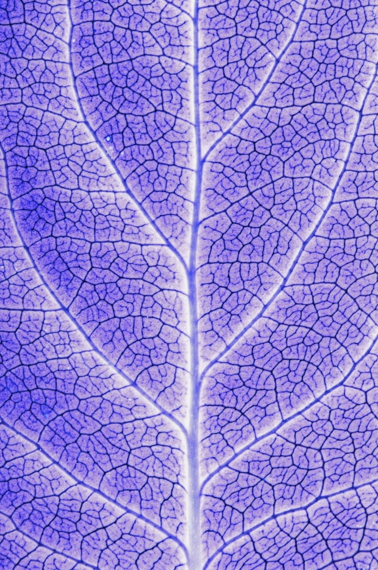Monotone Close Up Of Leaf Canvas Art - Sean White Design Pics (11 x 17)