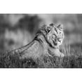 thumbnail image 1 of Monotone male lion lies turning to camera Serengeti; Tanzania by Nick Dale / Design Pics, 1 of 3