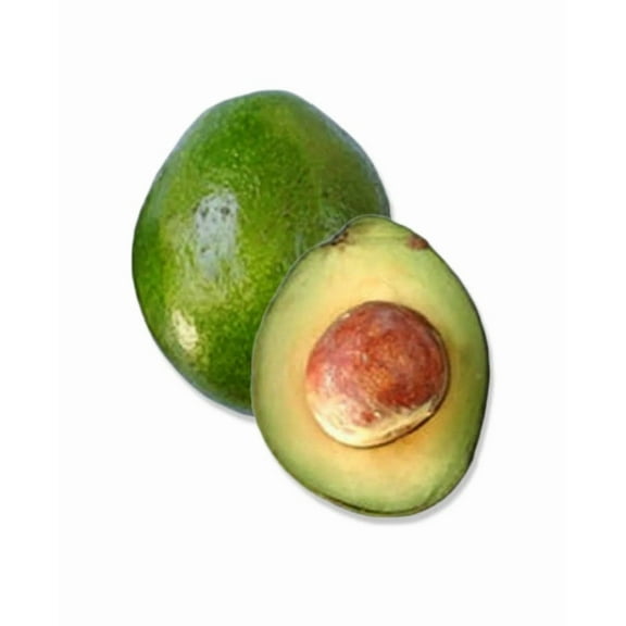 Monroe Avocado Tree From 2 to 4 feet tall. Ship to ALL STATES