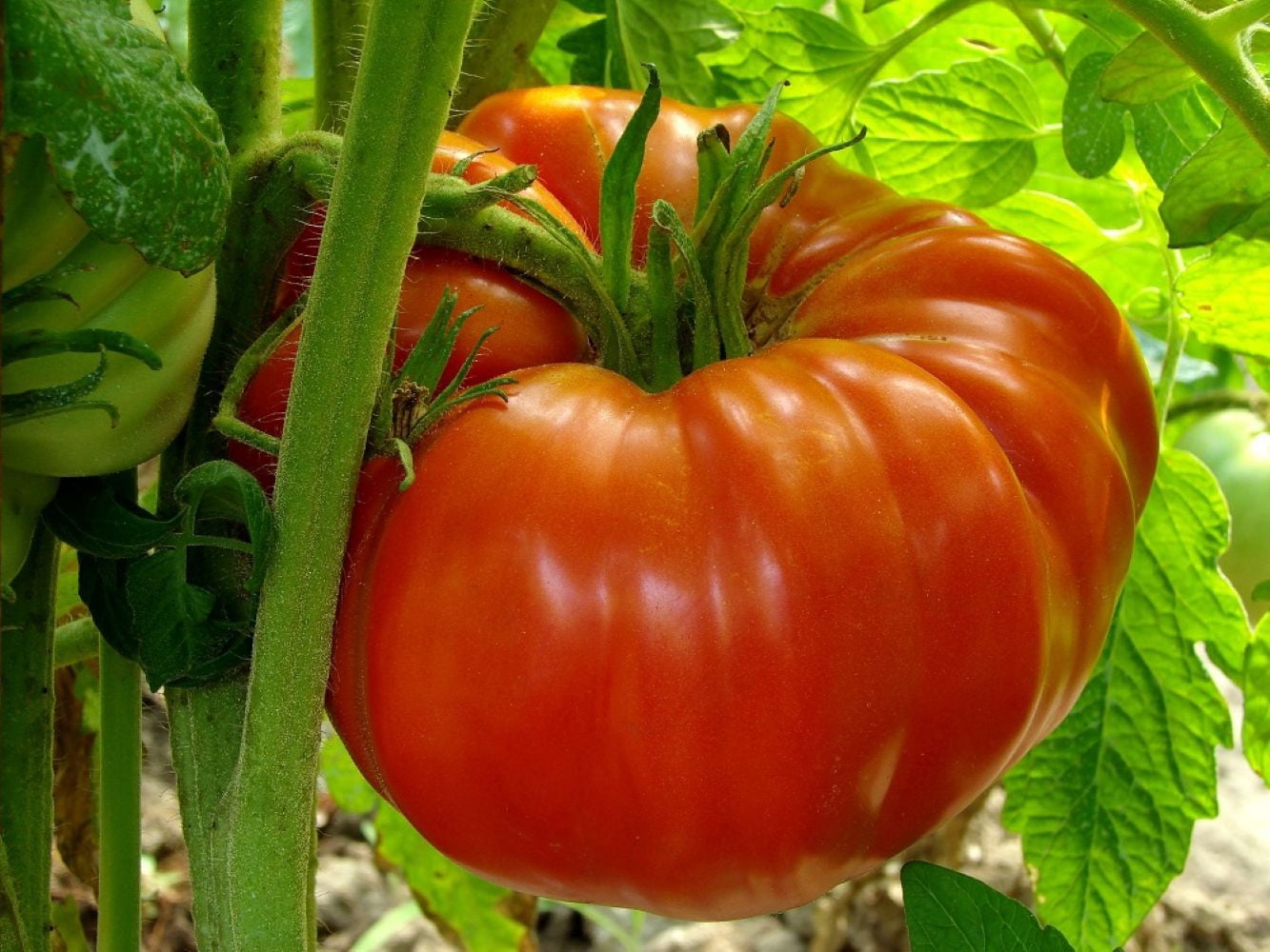 Tomator Monster Tomato Plant - The Whopper! - Huge, Fresh, Edible Fruit in 2.5 ...