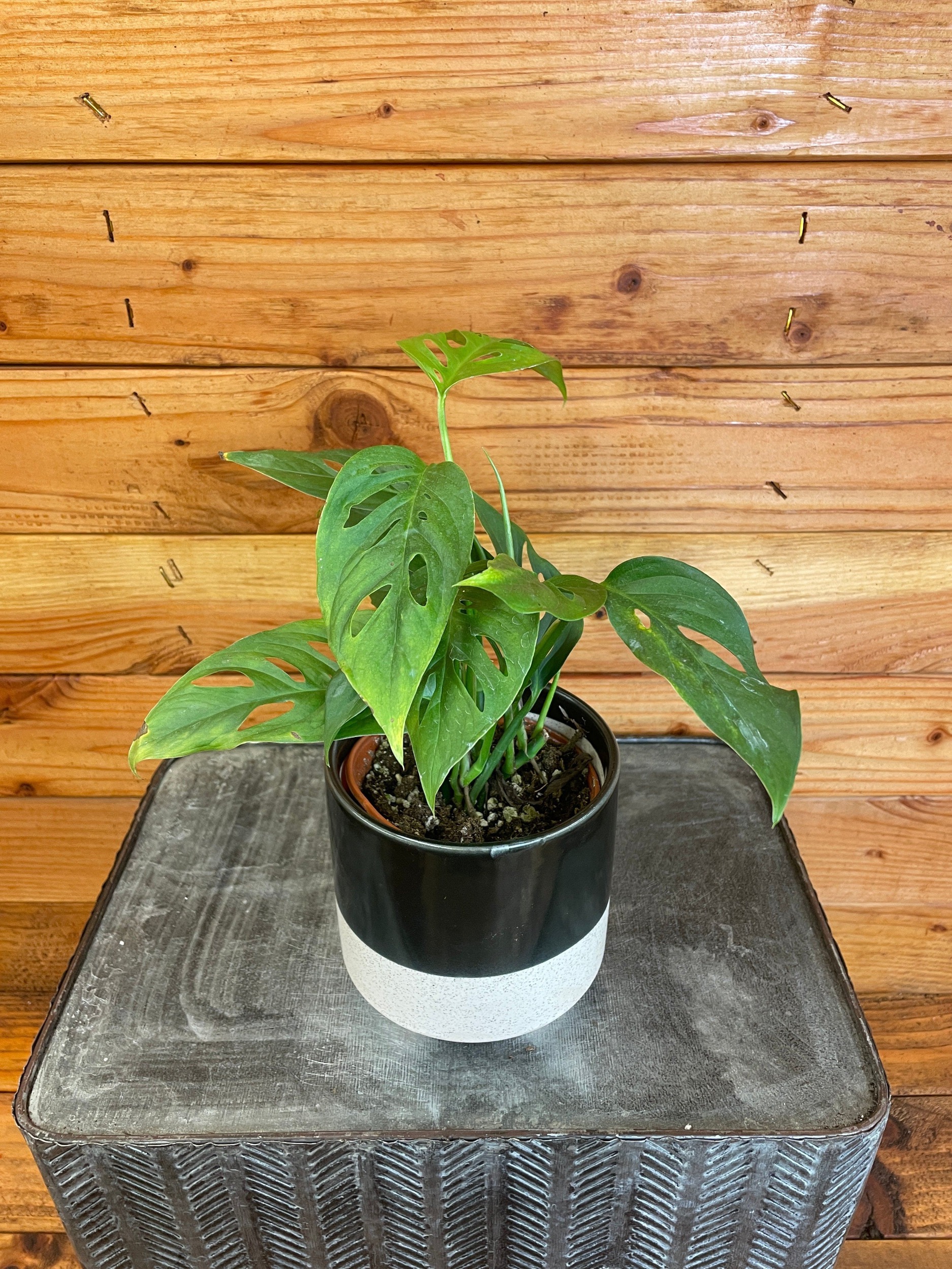 Monstera Adansonii Blanchetii, 4” Plant, The Plant Farm - Walmart.com