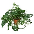 thumbnail image 1 of Monstera Adansonii - Live Air-Purifying Indoor Plant in Nursery Pot – Easy Care, Low Maintenance Houseplant for Home & Office Decor, Natural Air Cleaner, Best for Beginners (6"Pot, BlackCylinder), 1 of 8