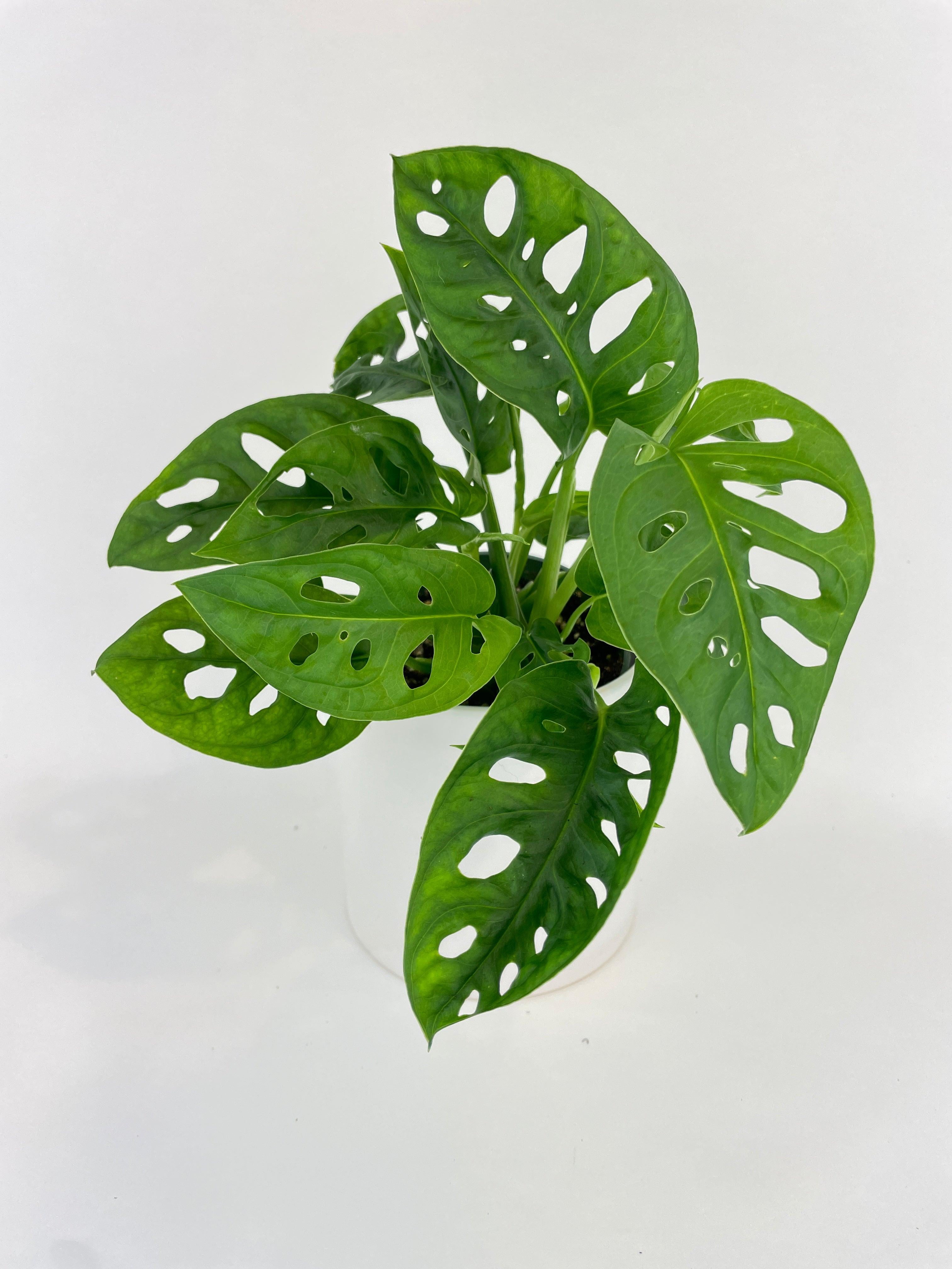 Monstera Adansonii - Live Air-Purifying Indoor Plant in Nursery Pot – Easy Care, Low Maintenance Houseplant for Home & Office Decor, Natural Air Cleaner, Best for Beginners (4"Pot, BlackCylinder)