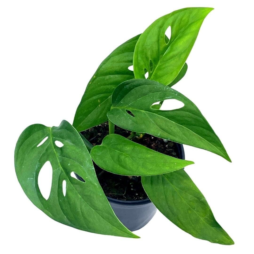 Monstera Adansonii Narrow, 4 inch, Swiss Cheese, Narrow-Leaved - Walmart.com