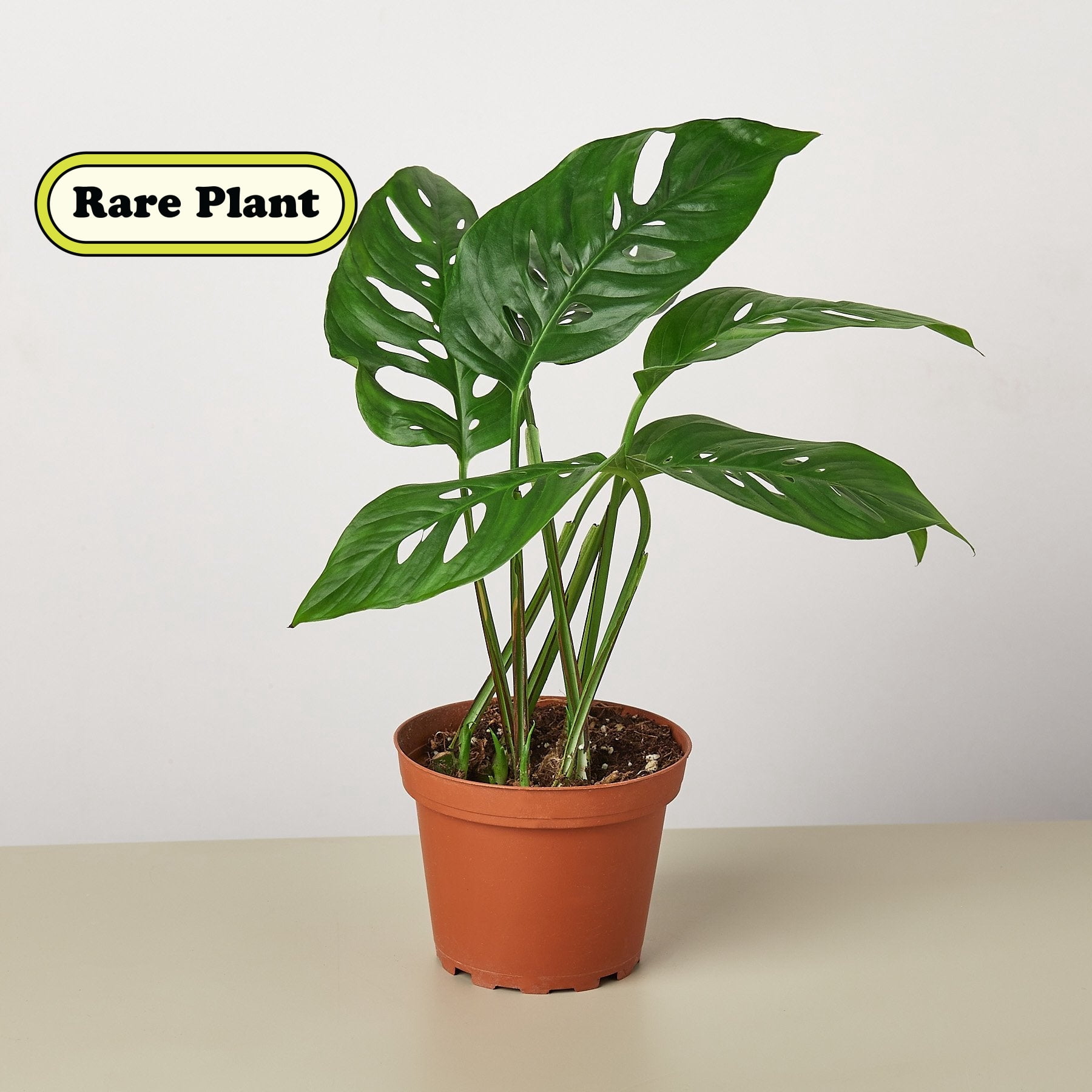 Monstera Adansonii 'Swiss Cheese', 4" Pot, Indoor Houseplant, Easy Care, Live Plant for Indoor & Outdoor