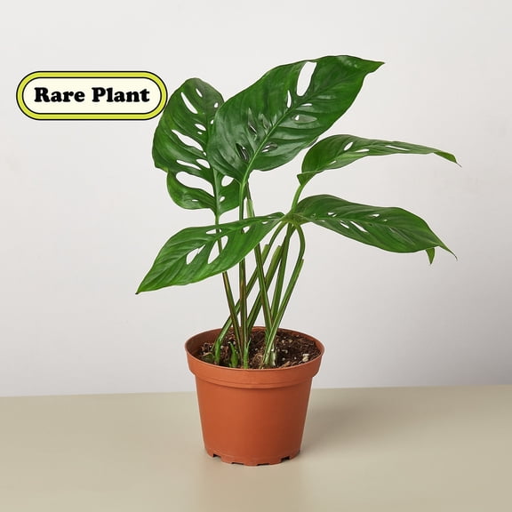 Monstera Adansonii 'Swiss Cheese', 4" Pot, Indoor Houseplant, Easy Care, Live Plant for Indoor & Outdoor