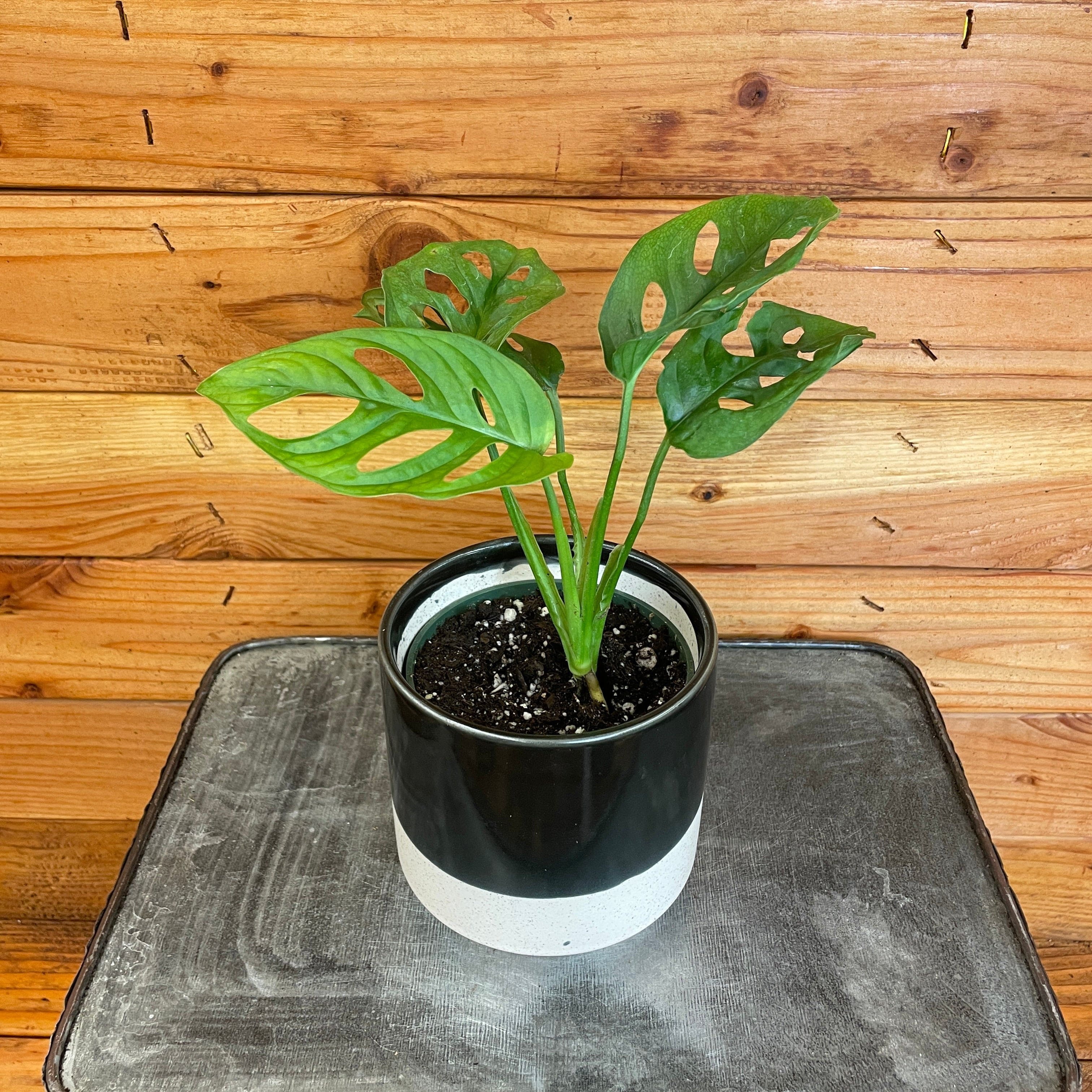 The Plant Farm - Live Indoor Monstera Adansonii Swiss Cheese Vine, 4 ...