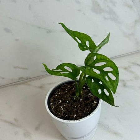 Monstera Adansonii Swiss Cheese Vine, 4" Plant, The Plant Farm