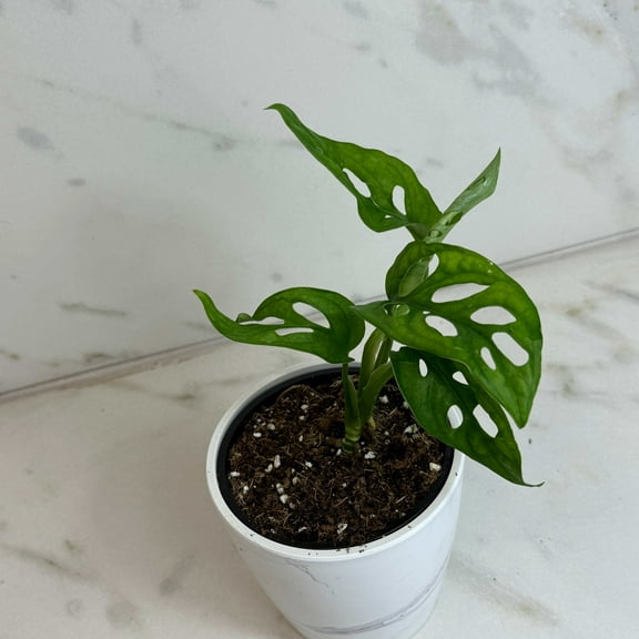 Monstera Adansonii Swiss Cheese Vine, 4" Plant, The Plant Farm