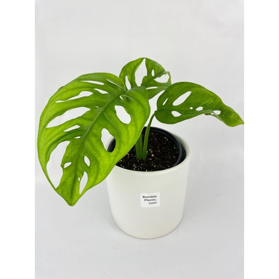 Monstera Adansonii Wide Leaf Form Live Mature Full Houseplant in Nursery Pot, Easy Low Maintenance Plant by JitoHouse (Bumble Plants)