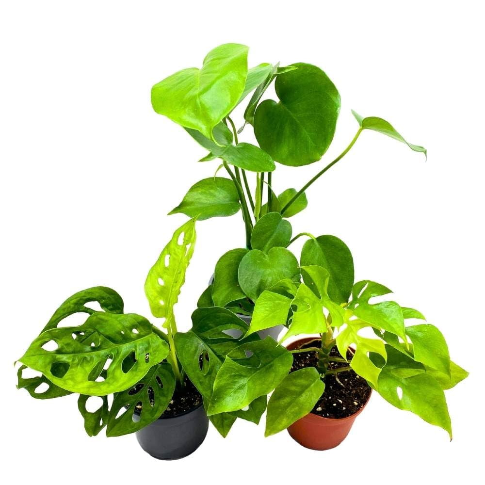 Florida House Plants 4" Monstera Assortment Live Plants (3 Count)