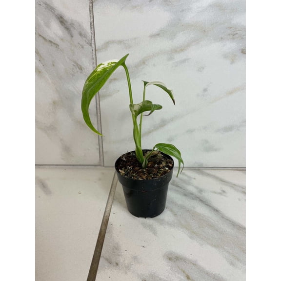 Monstera Borsigiana Albo, 2" Plant, The Plant Farm