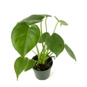 Monstera Deliciosa 12" Tall Easy Air Purifying Houseplant, 4  Pot