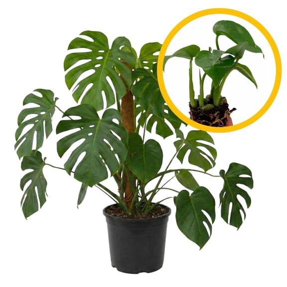 Monstera Deliciosa 2-4" 1ct – Live Plant for Indoor Outdoor Use, Garden & Landscaping – Live Arrival Guaranteed