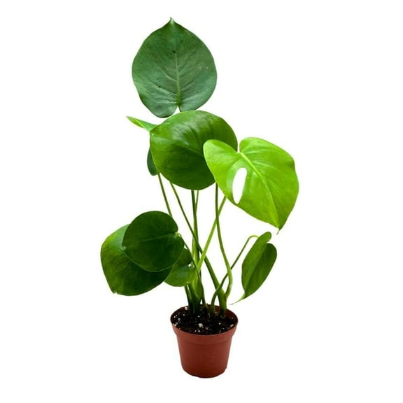 Monstera Deliciosa, 4 inch Split-Leaf Philo, Original Swiss Cheese Philodendron, Minimal Holes
