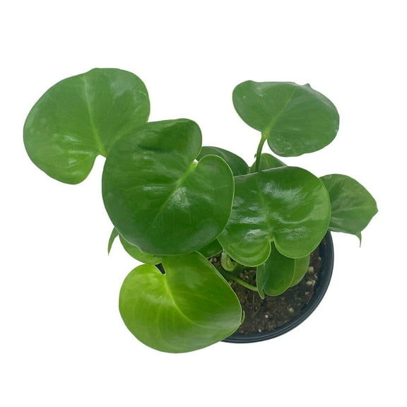 Monstera Deliciosa, 4 inch, Swiss Cheese Plant, Split Leaf Philo