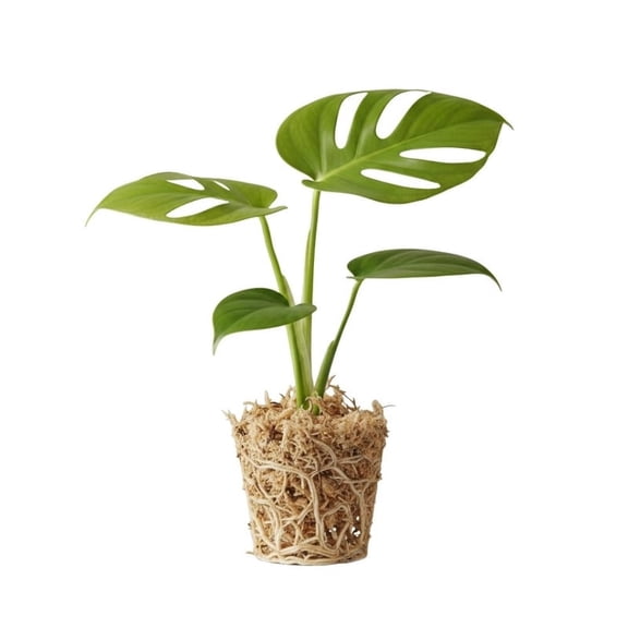 Monstera Deliciosa Live Plant 4 to 6 Inch Starter, Indoor Tropical Foliage Houseplant
