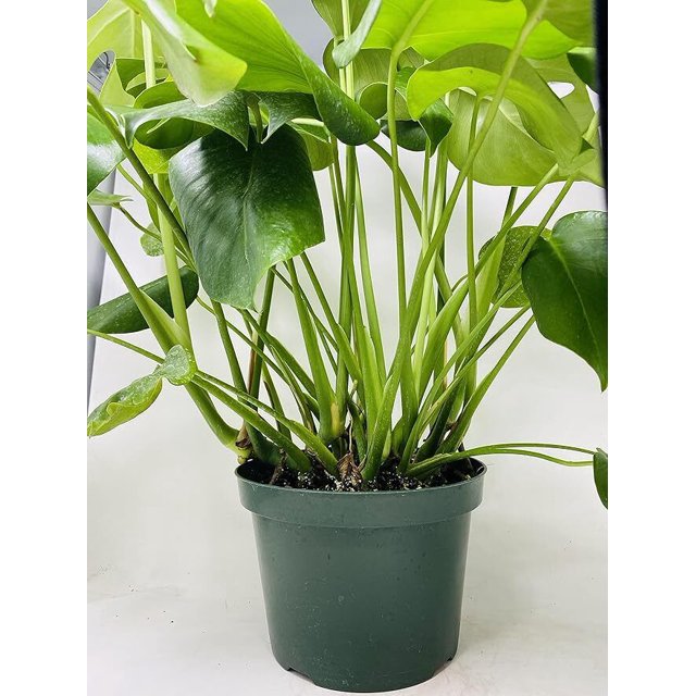 Monstera Deliciosa Live Plant Swiss Cheese Plant Indoor Easy Care In 8