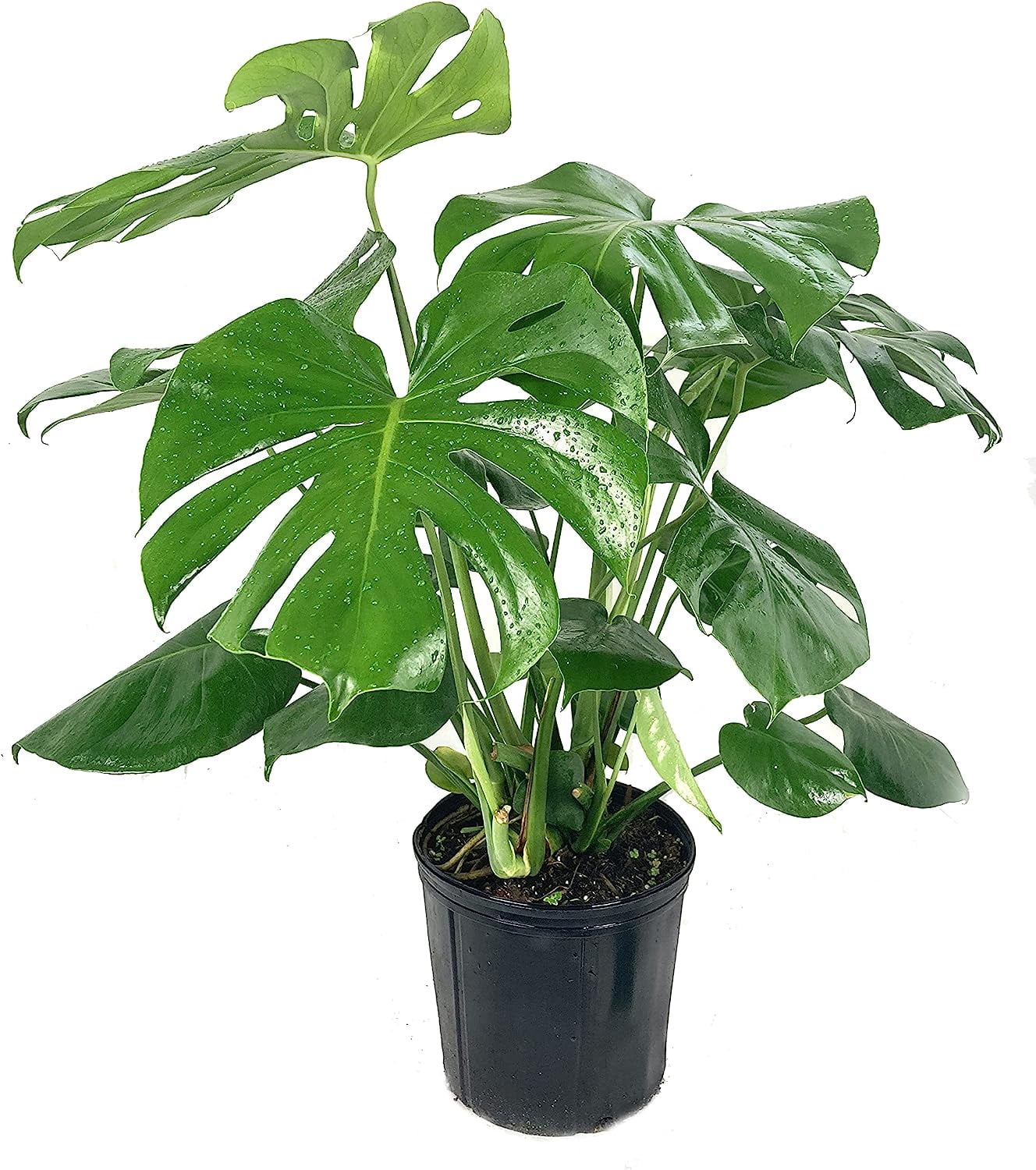 Monstera Deliciosa - Live Plant in a 10 Inch Pot - Philodendron Monstera Deliciosa - Beautiful Clean Air Indoor Plant