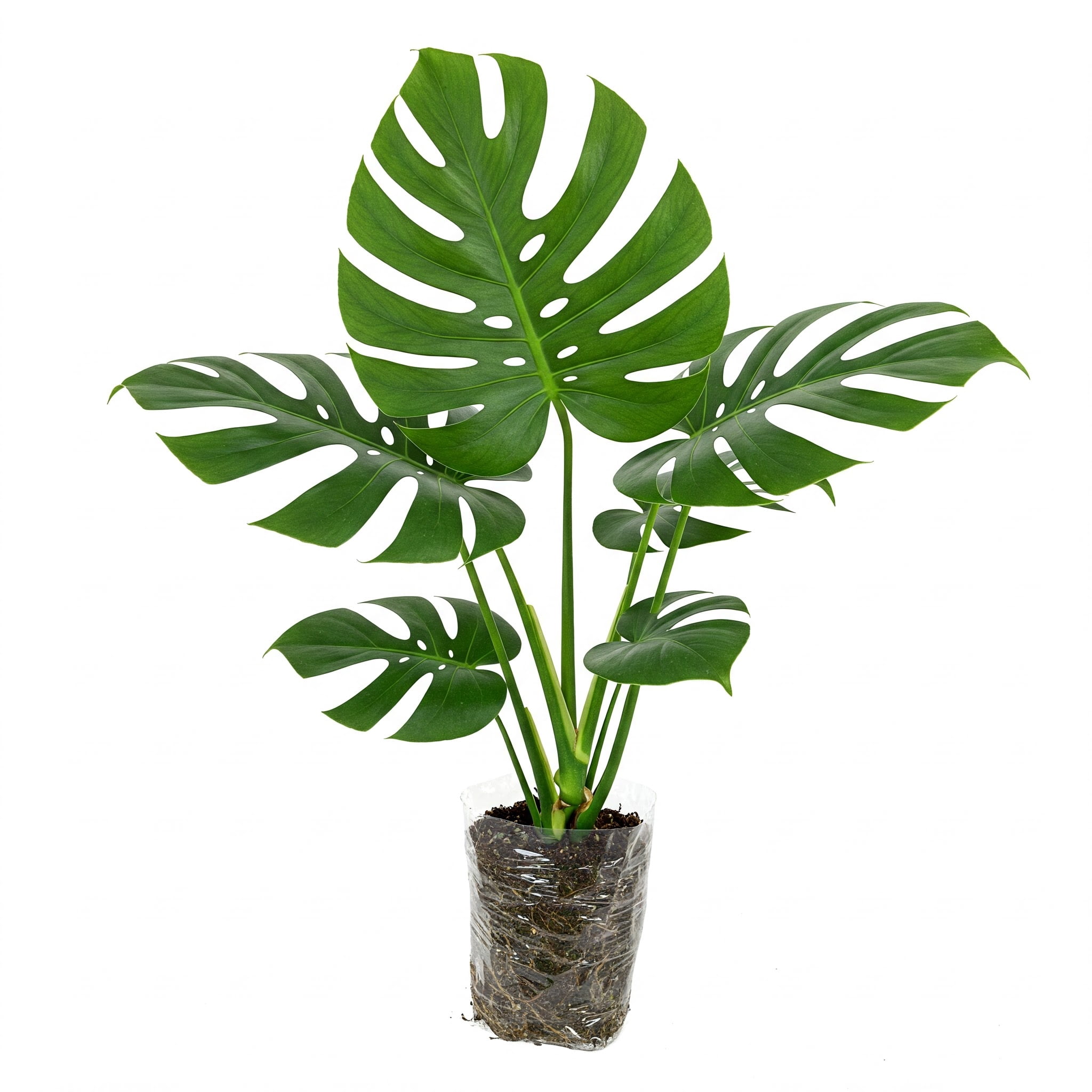 Monstera Deliciosa Plant, 4 to 6 Inch Tall, Live Monstera Deliciosa ...