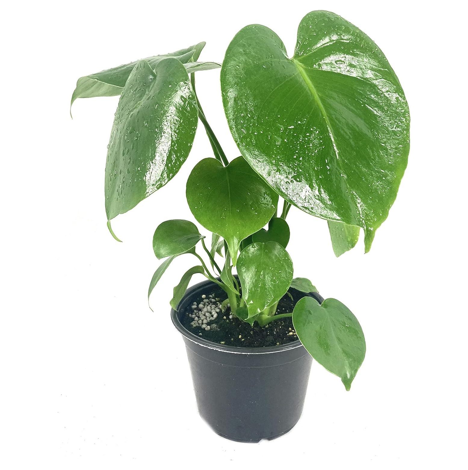 Monstera Deliciosa Plant 5 Live Plants in 6 Inch Pots Monstera Deliciosa Beautiful Easy to