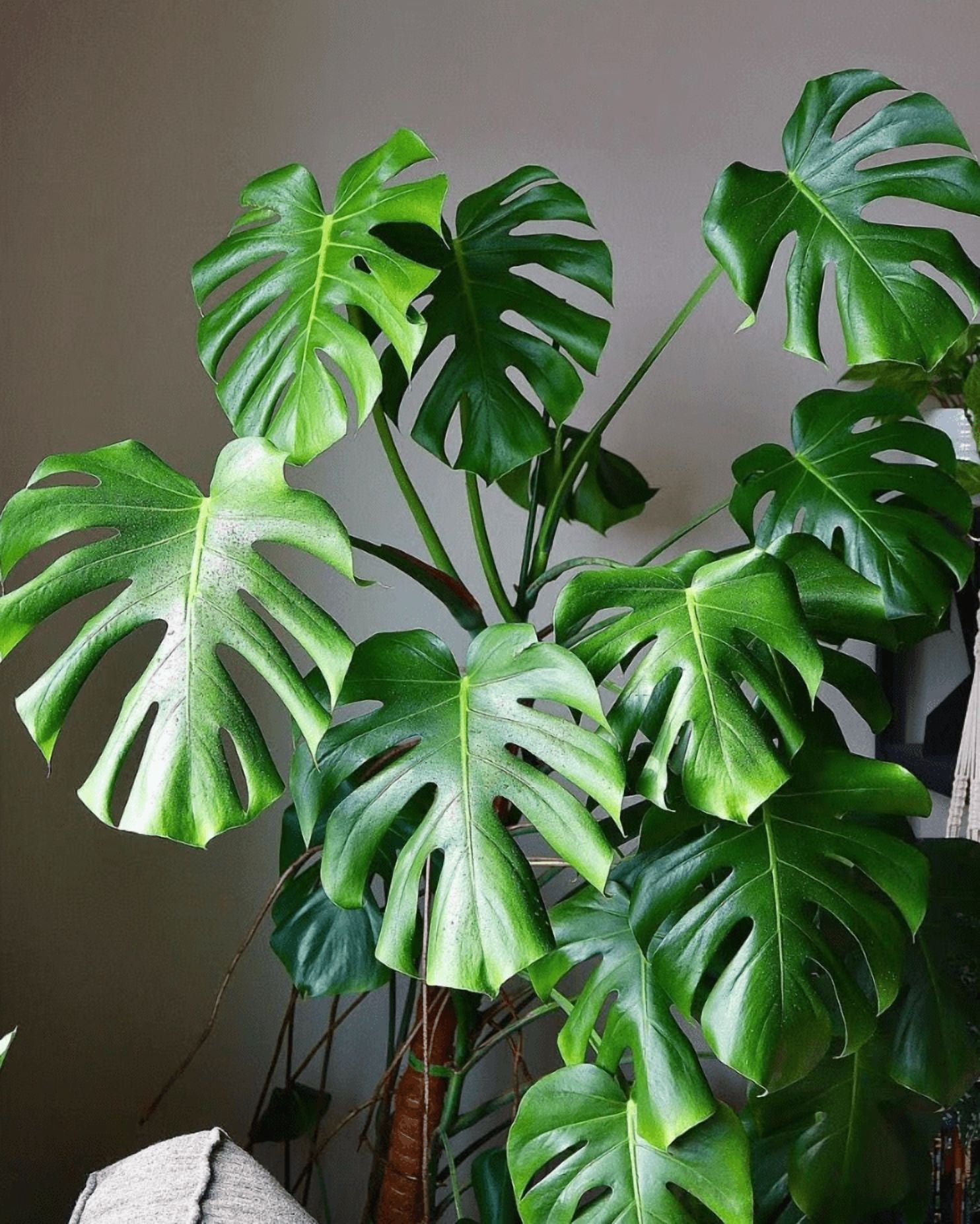 Monstera Deliciosa Plant Live, Philodendron Swiss Cheese Live Indoor Houseplant, Tropical Split-Leaf Plant for Home Office, 5-8" Tall, No Pot