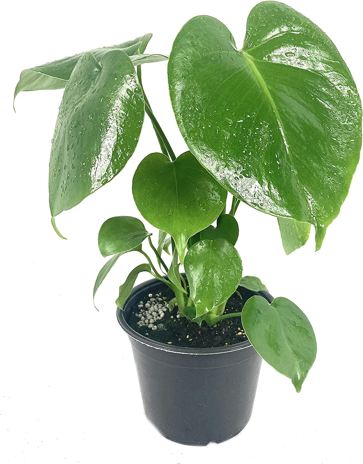 Monstera Deliciosa Plant - Live Plant in a 6 Inch Pot - Monstera ...