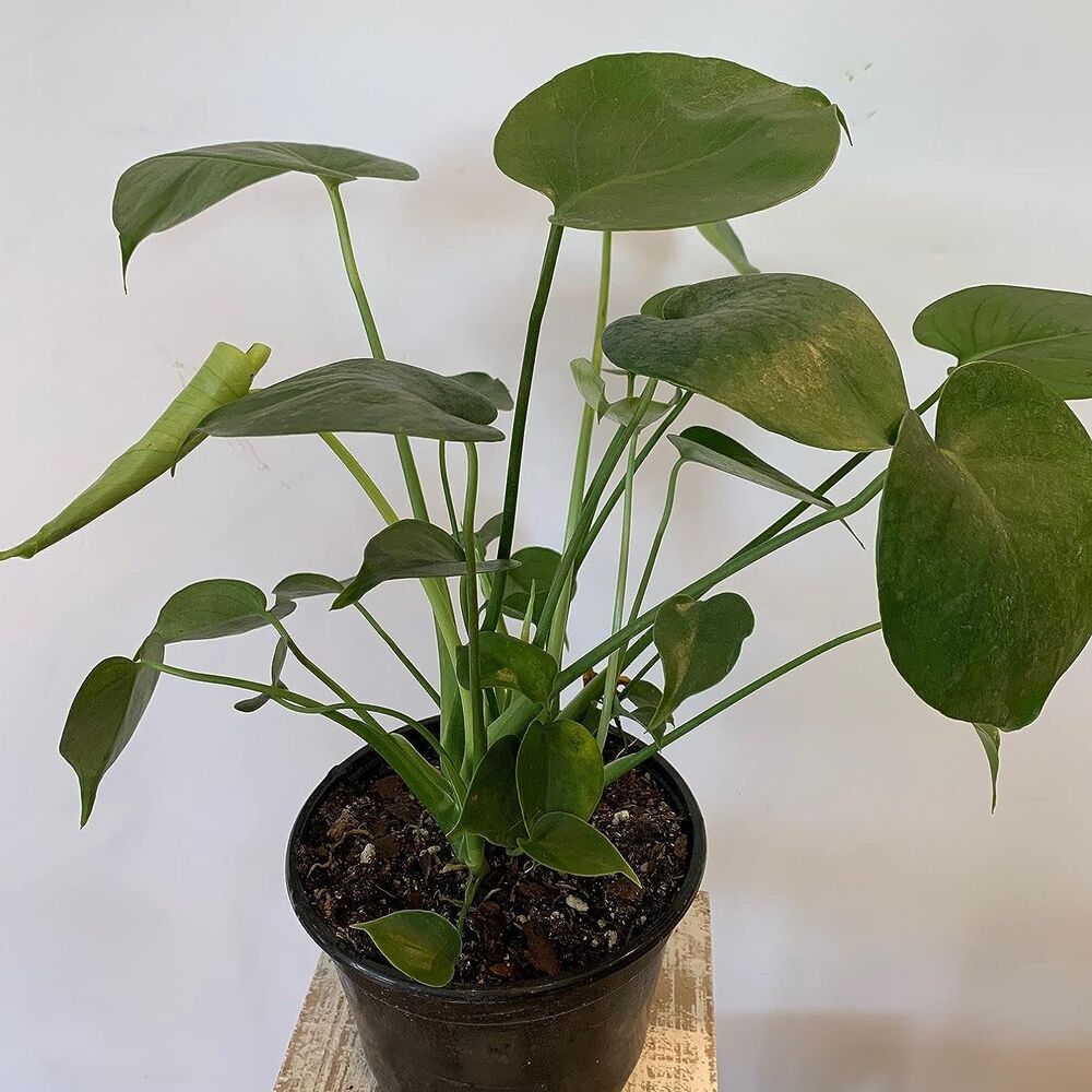 Monstera Deliciosa Plant Live Plants in 6 Inch Pots Monstera