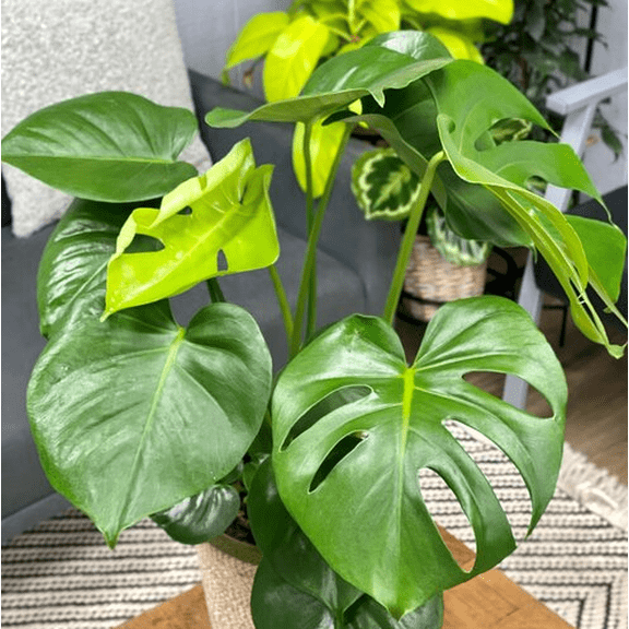 Monstera Deliciosa Plant Live for Planting, Rare Monstera Plant for Indoor Outdoor 4 to 6 Inch Tall
