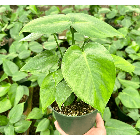 Monstera Deliciosa Plant Live for Planting - Split Leaf Plant - Swiss Cheese Plant - 4 Inch Pot