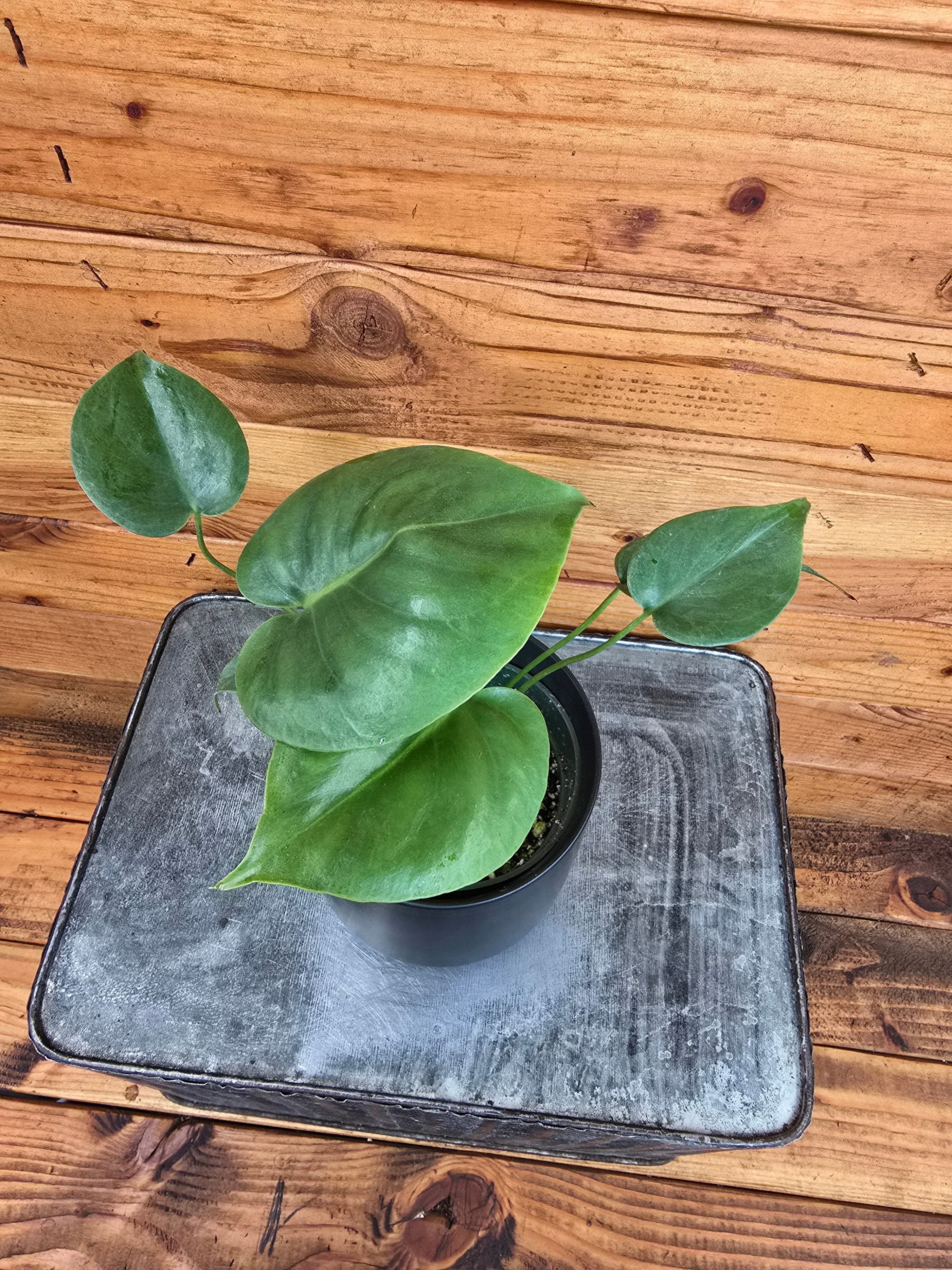 Monstera Deliciosa Split Leaf, 4