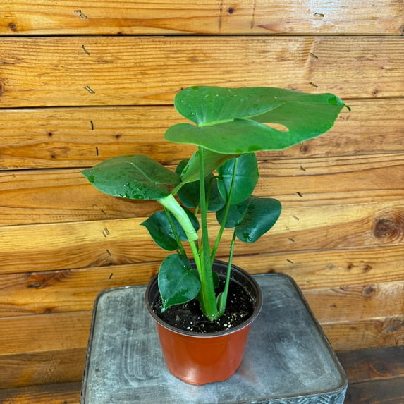 Monstera Deliciosa Split Leaf, 6" Plant, The Plant Farm