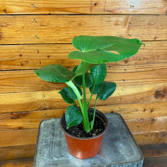 Monstera Deliciosa Split Leaf, 6" Plant, The Plant Farm
