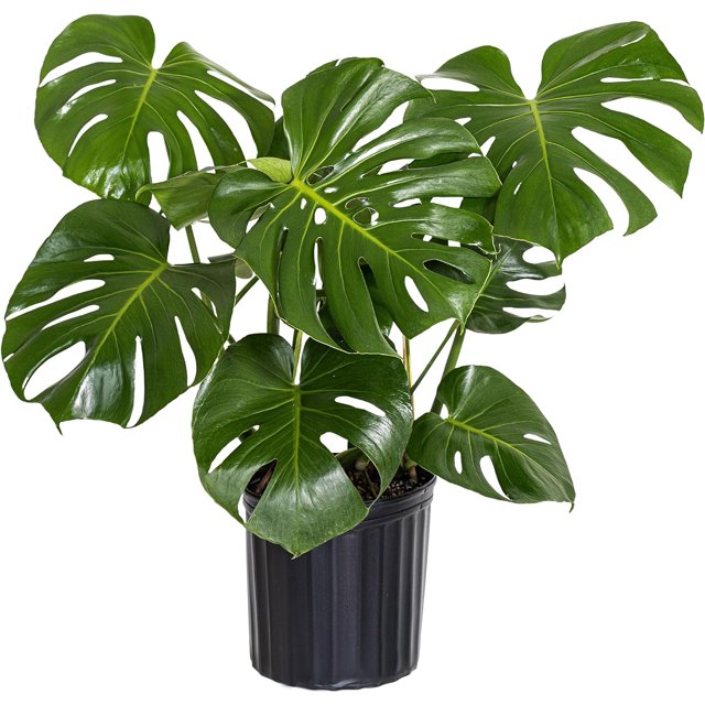 Monstera Deliciosa, Split Leaf Philodendron, Swiss Cheese Plant Live