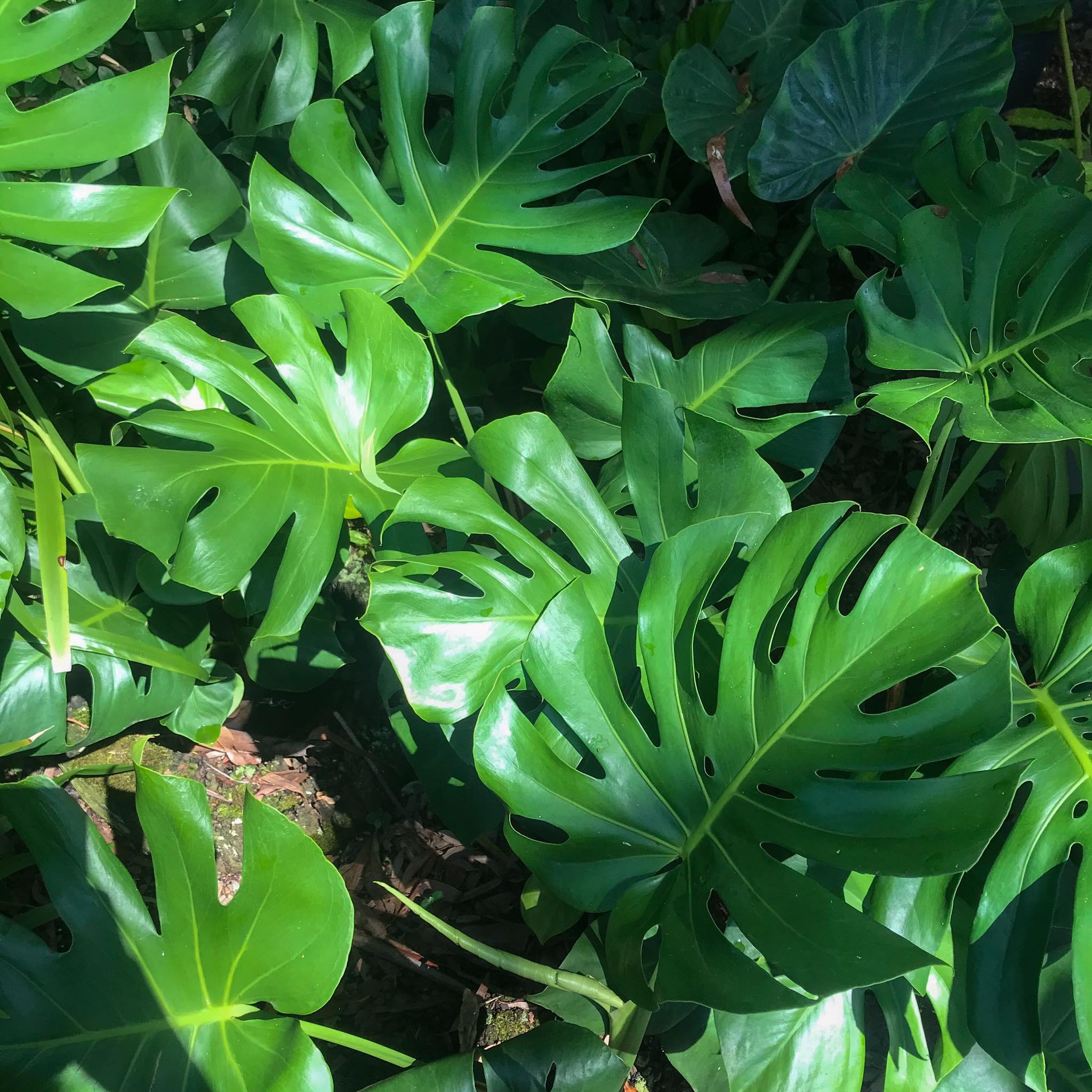 Monstera Deliciosa-Swiss Cheese Plant-Indoor Friendly  10" Pot