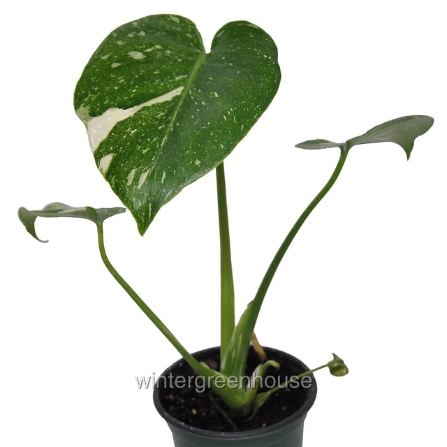 Monstera Deliciosa, Thai Constellation, Split-Leaf Philodendron ...