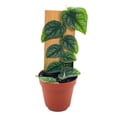 thumbnail image 1 of Monstera Dubia Rare Monstera, Shingle Plant, Grown on Wood in 4 inch Pot, 1 of 1
